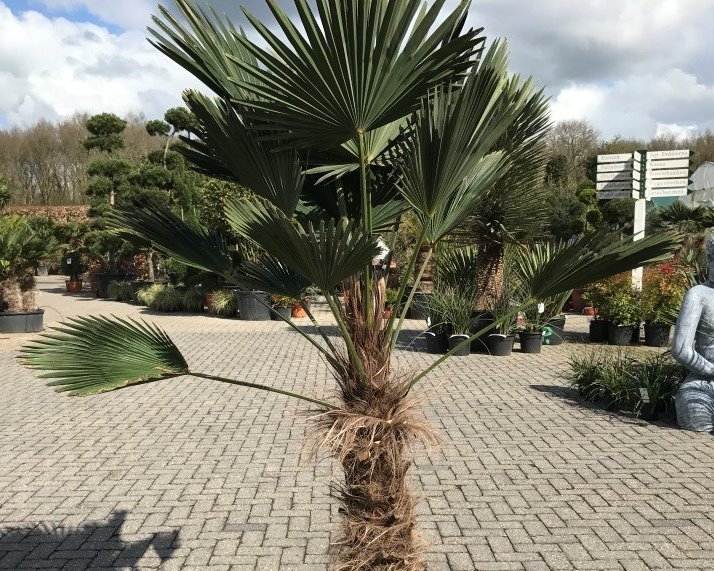 Trachycarpus wagnerianus palmbomen